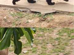 -青岛森林野生动物世界