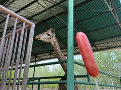 -秦皇岛野生动物园