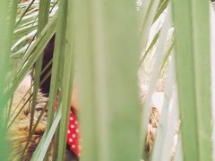 -呀路古热带植物园