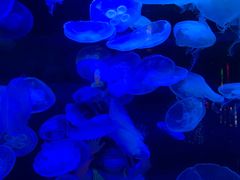 -太平洋海底世界