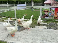 -合肥滨湖国家森林公园