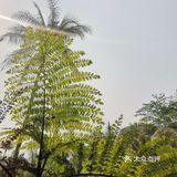 西双版纳傣族园