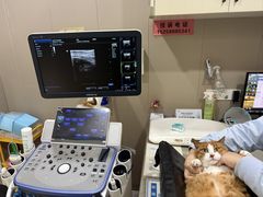 -四月宠物医院·猫专科·心脏专科·内科(转塘店)