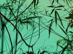 -广州市流溪河国家森林公园