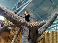 -石家庄市动物园