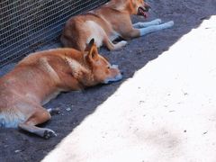 -费瑟代尔野生动物园