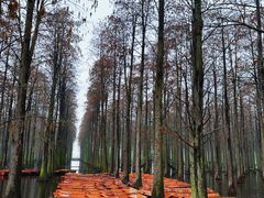 -渌洋湖湿地公园