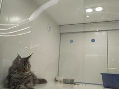 -1013 PET SHOP精品宠物商店(丁香店)