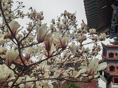 -皇罗禅寺