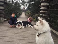 -铁山坪森林公园