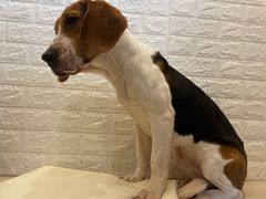 -喜柴咖啡·柴犬狗咖