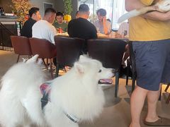 -百好乐宠物友好餐厅(朝外大街店)