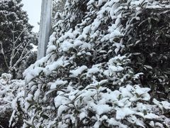 -武陵山森林公园