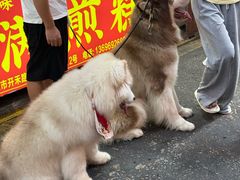 -朱记手撕鸡(八市店)