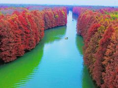 -上海海湾国家森林公园