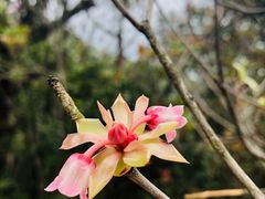 -梧桐山风景名胜区