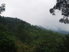 -深圳仙湖植物园