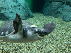-上海海洋水族馆
