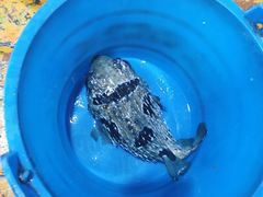 -蓝湾碧波·老字号·疍家非遗海上餐厅