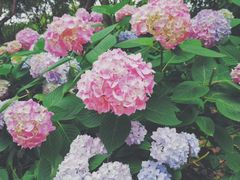 -上海共青森林公园