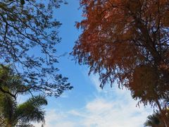 -深圳仙湖植物园