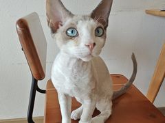 -猫小主咖啡·猫咖cat cafe(福田店)