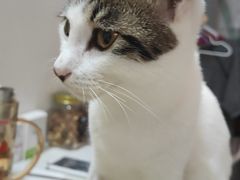 -乐琪宠物医院·犬猫专科·骨外科·急重症