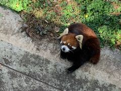 -昆明动物园