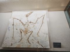 -安徽省地质博物馆