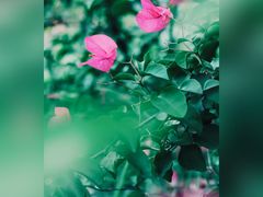 -福建鲤鱼洲酒店