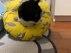 -纳吉亚猫专科动物诊疗中心(蒋宅口分院)