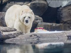 -海合安武汉极地海洋公园