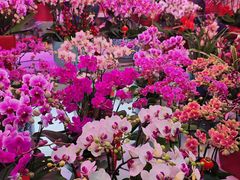 -花鸟鱼虫鲜花绿植市场(玉泉路店)