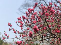 -梅花山(明孝陵内)