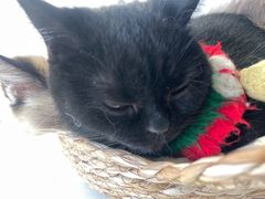 -怪兽屋·羊驼·猫咖·狗咖(俊华广场店)