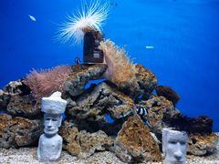 -芜湖新华联大白鲸海洋公园