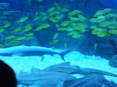 -烟台海昌鲸鲨海洋公园