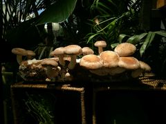 -大头椰·椰子鸡火锅(南宁万象城店)