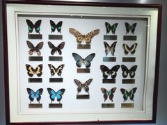 -上海昆虫博物馆