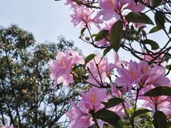 -梧桐山风景名胜区