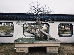 -扬州大运河文化旅游度假区·盆景园