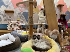 -滚猫咖啡·猫咖·猫友好撸猫(未来城店)