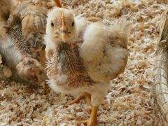 -怪兽屋·羊驼·猫咖·狗咖(俊华广场店)