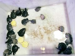 -华声天桥民俗文化园