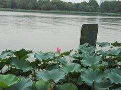 -金鸡湖桃花岛