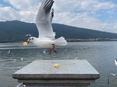 -海埂大坝