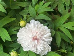 -洛阳宴·洛阳菜(南昌路店)