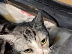 -瑞派·关忠动物医院·猫专科·犬专科(三环新城店)