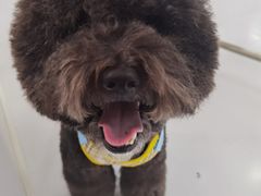 -帕帕拉兹宠物(亚洲旗舰店)