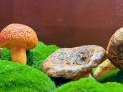 -滇野云南野生菌餐厅(陕西南路店)